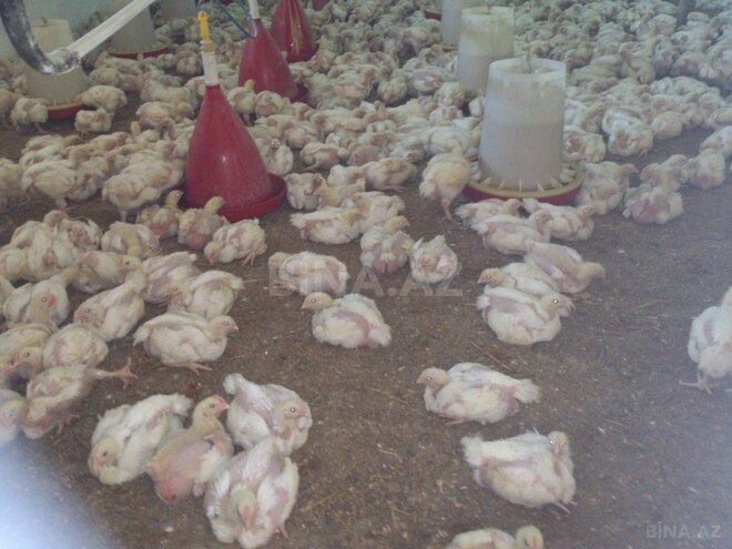 Продаётся  участок 10 сот, photo 10 from 13