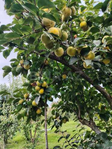 Satılır 6 otaqlı həyət evi/bağ evi 300 m², Xaçmaz r., photo 10 from 28