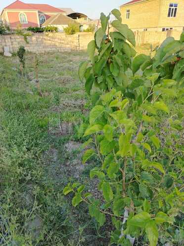 Satılır  torpaq 5 sot, Biləcəri q., photo 8 from 11