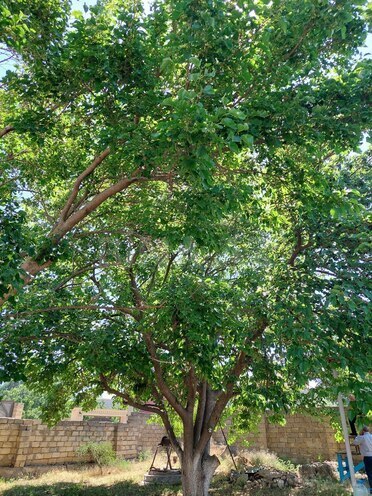 Продаётся  участок 16 сот, пос. Новханы, photo 22 from 28