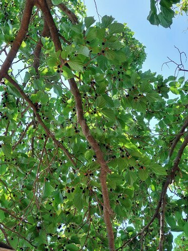 Продаётся  участок 16 сот, пос. Новханы, photo 11 from 28