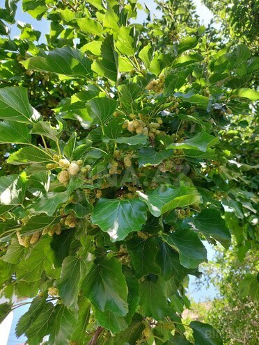 Продаётся  участок 16 сот, пос. Новханы, photo 9 from 28