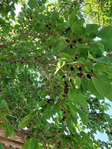 Продаётся  участок 16 сот, пос. Новханы, photo 8 from 28