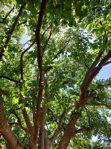 Продаётся  участок 16 сот, пос. Новханы, photo 10 from 28