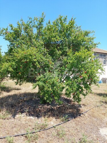 Продаётся  участок 16 сот, пос. Новханы, photo 14 from 28