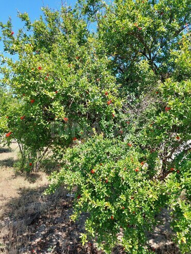 Продаётся  участок 16 сот, пос. Новханы, photo 7 from 28