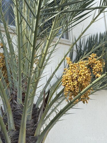 Продаётся 3-комн. дом/дача 200 м², Хатаинский р., photo 4 from 30