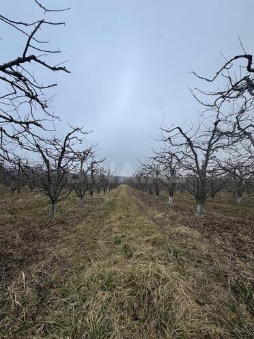 Satılır  torpaq 1 500 sot, photo 4 from 29