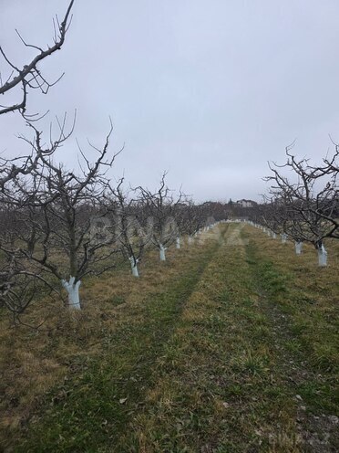 Satılır  torpaq 1 500 sot, photo 3 from 29