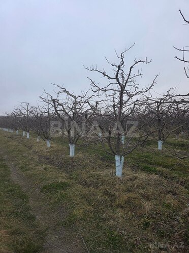 Satılır  torpaq 1 500 sot, photo 5 from 29