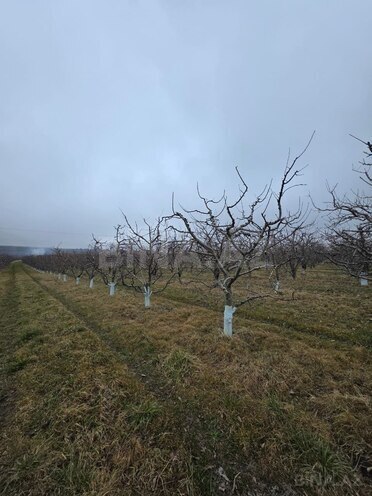 Satılır  torpaq 1 500 sot, photo 19 from 29