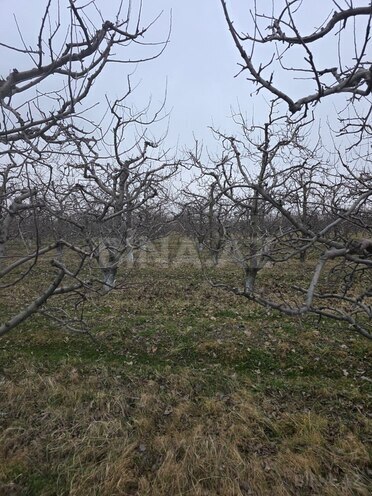 Satılır  torpaq 1 500 sot, photo 9 from 29