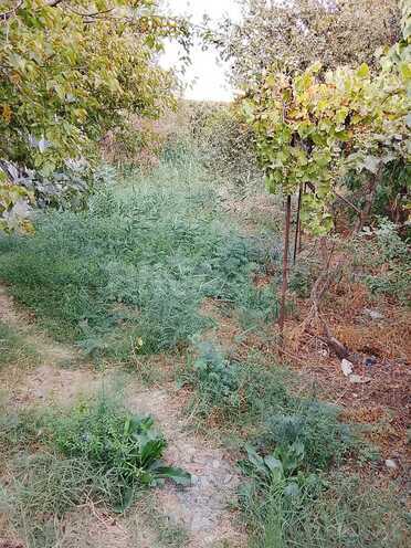 Satılır  torpaq 8 sot, photo 9 from 13