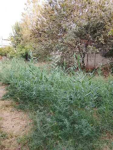 Satılır  torpaq 8 sot, photo 11 from 13