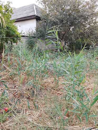 Satılır  torpaq 8 sot, photo 3 from 13