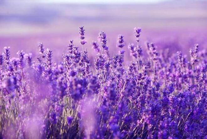 Satılır  torpaq 280 sot, photo 4 from 7