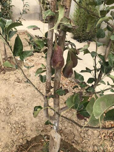 Satılır 17 otaqlı həyət evi/bağ evi 870 m², Nardaran q., photo 21 from 25