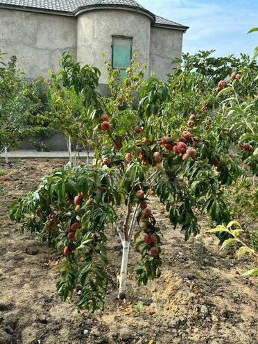 Satılır 17 otaqlı həyət evi/bağ evi 870 m², Nardaran q., photo 17 from 25