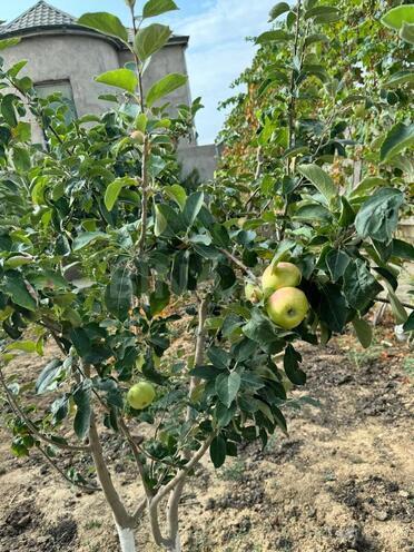 Satılır 17 otaqlı həyət evi/bağ evi 870 m², Nardaran q., photo 15 from 25