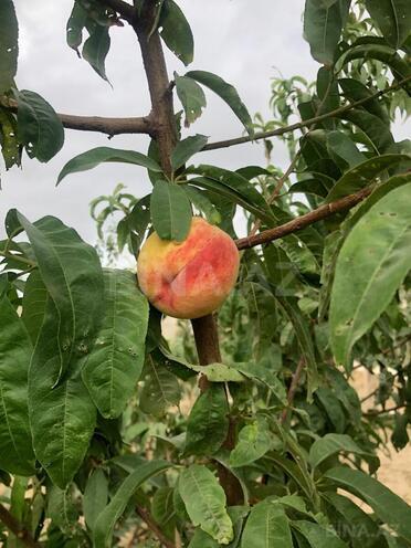 Satılır 17 otaqlı həyət evi/bağ evi 870 m², Nardaran q., photo 23 from 25