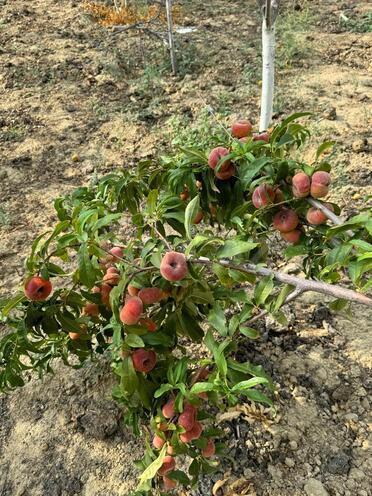 Satılır 17 otaqlı həyət evi/bağ evi 870 m², Nardaran q., photo 16 from 25