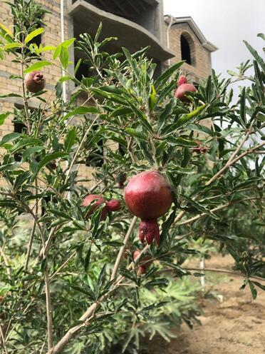 Satılır 17 otaqlı həyət evi/bağ evi 870 m², Nardaran q., photo 24 from 25