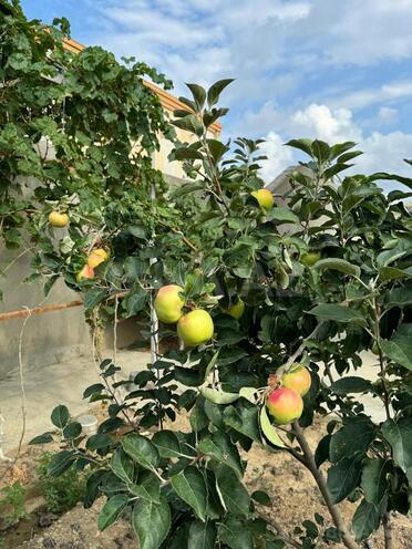 Satılır 17 otaqlı həyət evi/bağ evi 870 m², Nardaran q., photo 14 from 25