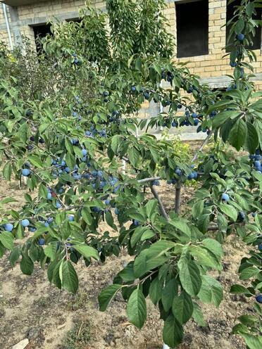 Satılır 17 otaqlı həyət evi/bağ evi 870 m², Nardaran q., photo 10 from 25