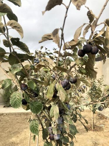 Satılır 17 otaqlı həyət evi/bağ evi 870 m², Nardaran q., photo 22 from 25