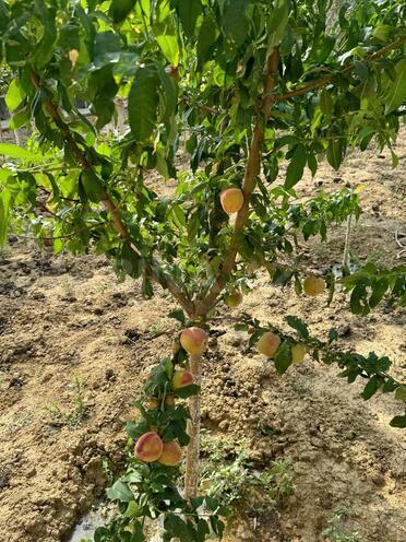 Satılır 17 otaqlı həyət evi/bağ evi 870 m², Nardaran q., photo 18 from 25