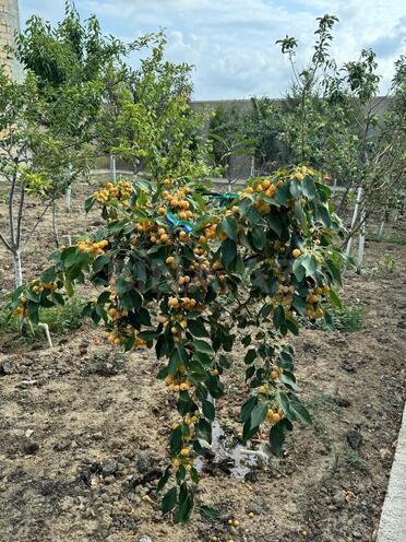 Satılır 17 otaqlı həyət evi/bağ evi 870 m², Nardaran q., photo 12 from 25