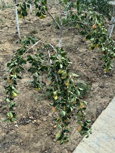 Satılır 17 otaqlı həyət evi/bağ evi 870 m², Nardaran q., photo 11 from 25