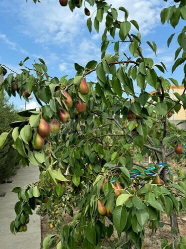 Satılır 17 otaqlı həyət evi/bağ evi 870 m², Nardaran q., photo 8 from 25