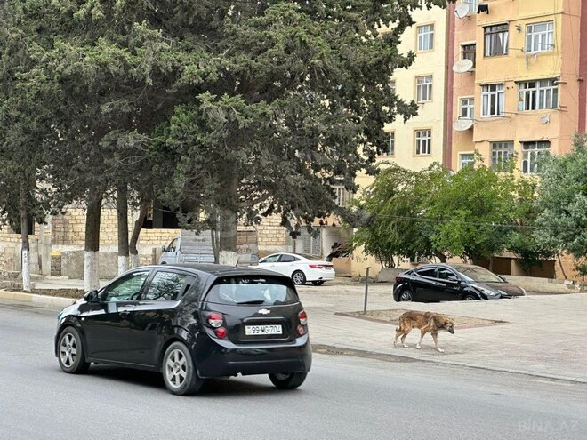 Satılır  obyekt 1 400 m², photo 4 from 7