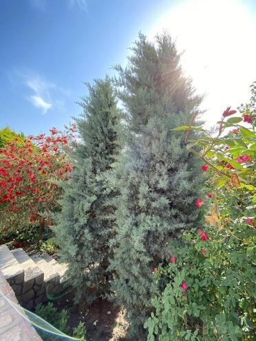 Сдаётся 5-комн. дом/дача 360 м², пос. Мардакан, photo 11 from 29