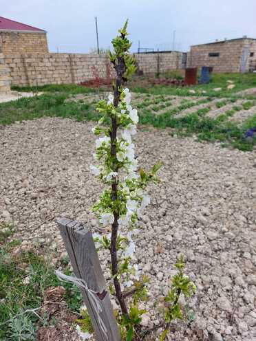 Satılır  torpaq 16 sot, Pirəkəşkül q., photo 3 from 6