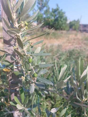 Satılır  torpaq 16 sot, Pirəkəşkül q., photo 4 from 6