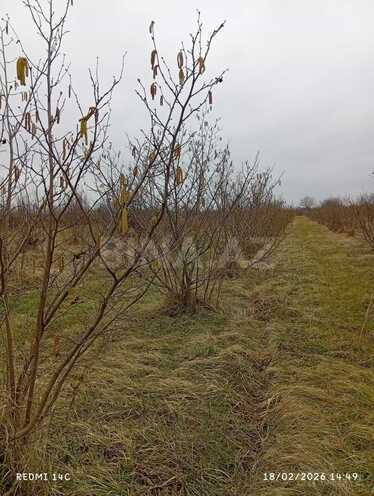 Satılır  torpaq 72 sot, Xaçmaz r., photo 5 from 7