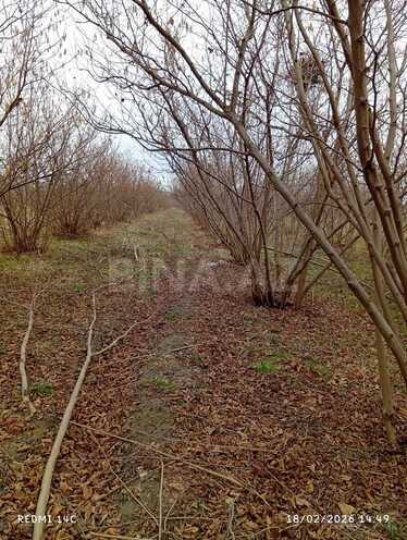 Satılır  torpaq 72 sot, Xaçmaz r., photo 6 from 7