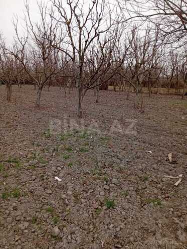 Satılır  torpaq 20 sot, photo 6 from 7