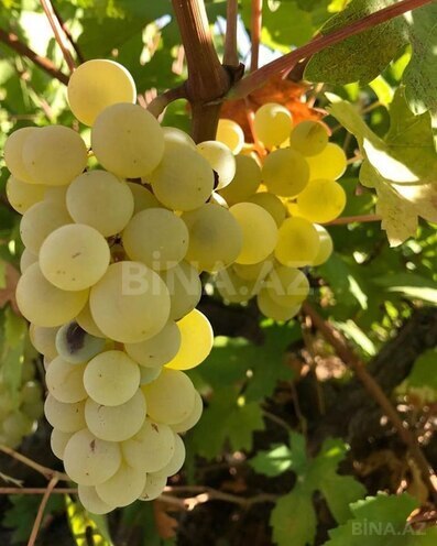 Продаётся 3-комн. дом/дача 71 м², photo 24 from 27