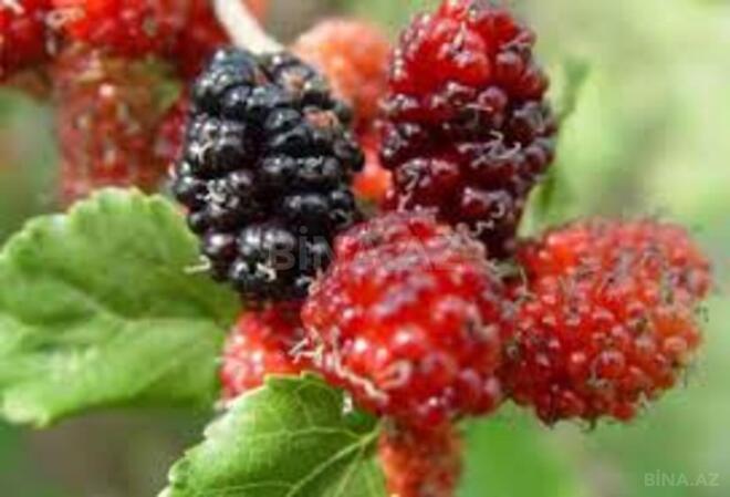 Продаётся 3-комн. дом/дача 71 м², photo 12 from 27