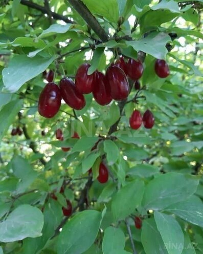 Продаётся 3-комн. дом/дача 71 м², photo 11 from 27