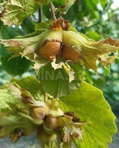 Продаётся 3-комн. дом/дача 71 м², photo 26 from 27