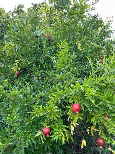 Продаётся 3-комн. дом/дача 71 м², photo 18 from 27