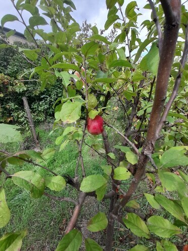 Продаётся 3-комн. дом/дача 71 м², photo 17 from 27