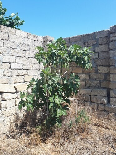 Satılır  torpaq 10 sot, Dübəndi q., photo 13 from 23