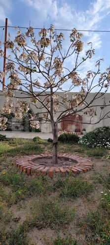 Satılır 4 otaqlı həyət evi/bağ evi 200 m², Zirə q., photo 7 from 10