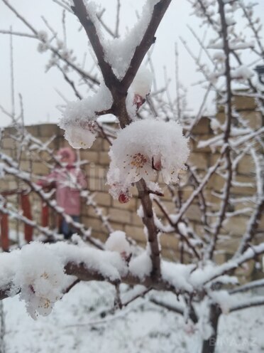 İcarəyə verilir 4 otaqlı həyət evi/bağ evi 100 m², photo 20 from 29