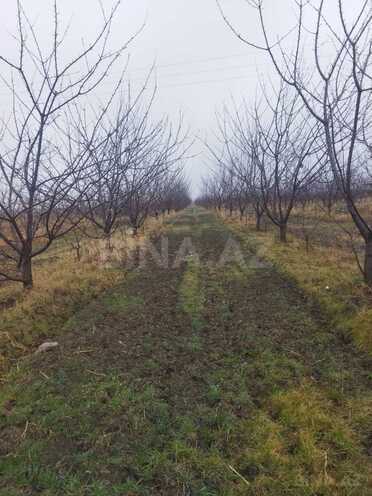 Satılır  torpaq 400 sot, Xaçmaz r., photo 4 from 9